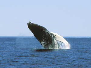 humpback whales breach